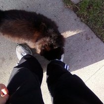 Mobile Post: Friendly cat on my run, random cuteness.