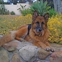 Our Friend Xanax