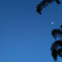 Mobile Post: Moon + Trees (testing)