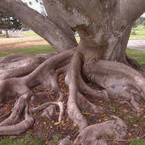 Cemetary Roots