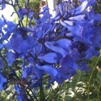 Mobile Post: Roondo's Jacarnda in July