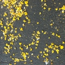 Mobile Post: Summer Rain In The City