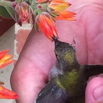 Mobile Post: Nursing a Hummingbird (photos)