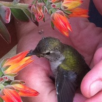 Mobile Post: Nursing a Hummingbird (photos)