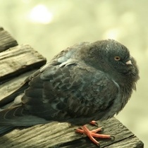 Gibralter ii