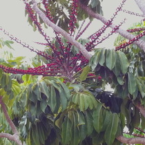 Three foot+ blossoms  What? Name this tree please