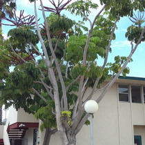 Three foot+ blossoms  What? Name this tree please