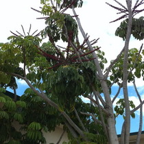 Three foot+ blossoms  What? Name this tree please