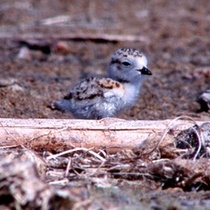 Snowy Plover Docent and Intern Program