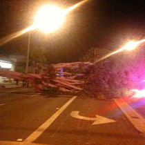 60-80mph Gusts Down Tree Across Upper State Street