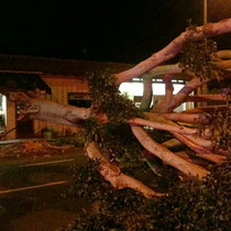 60-80mph Gusts Down Tree Across Upper State Street