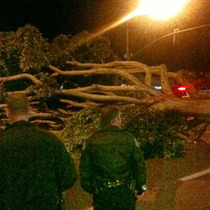 60-80mph Gusts Down Tree Across Upper State Street