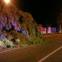 60-80mph Gusts Down Tree Across Upper State Street