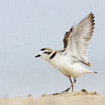 Snowy Plover Docent and Intern Program Training Session
