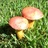 Schroomsnc00024