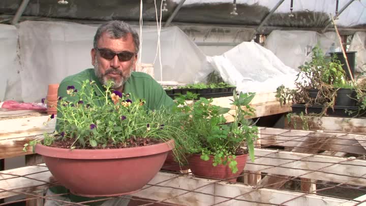 video how do i keep plants alive in winter ehow video how do i keep plants alive in winter ehow