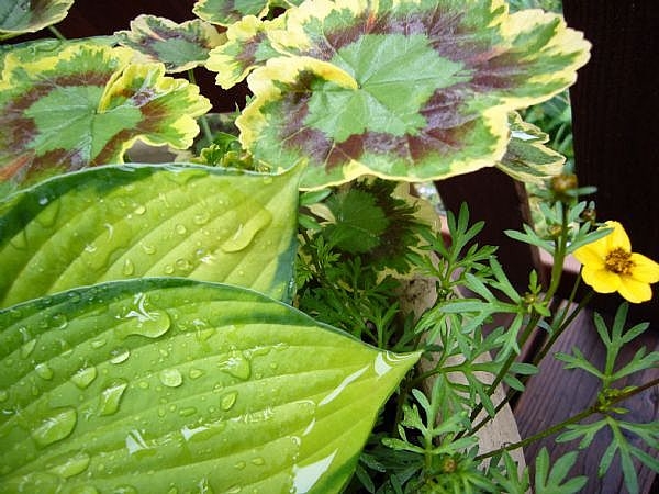 How to Get a Job at a Nursery and Garden Center | Career Trend