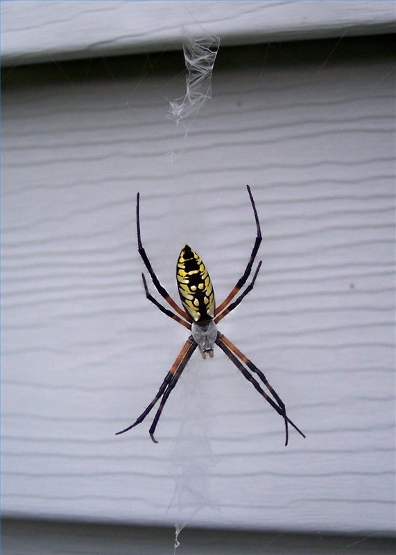 How to Identify Spiders in South Carolina Sciencing