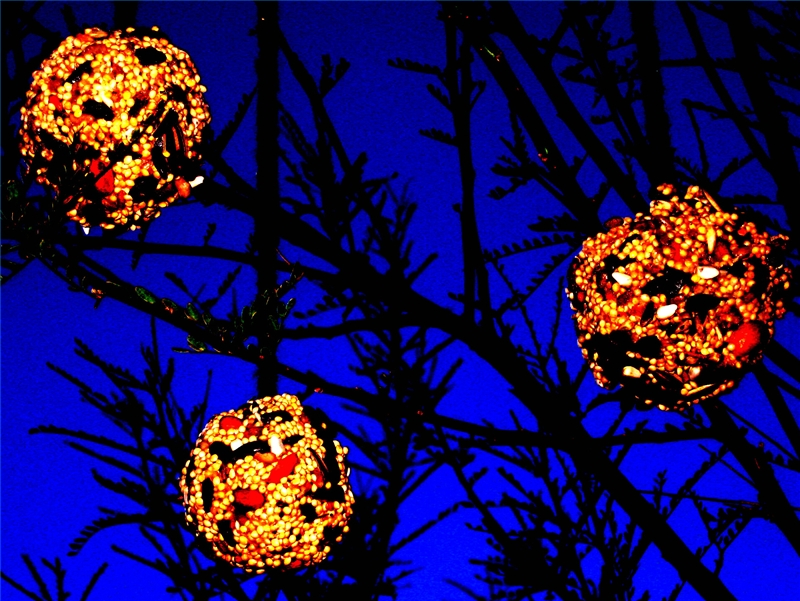 How to Make Bird Seed Balls Our Pastimes