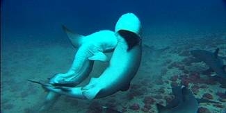 How Do Sharks Give Birth? | Animals - mom.me