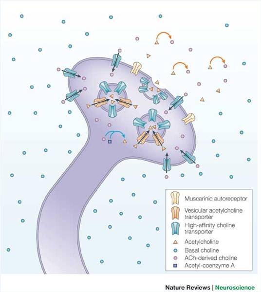 What Does Choline Do for the Body? Sciencing