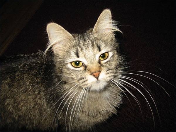 How To Make A Homemade Cat Wormer Cuteness