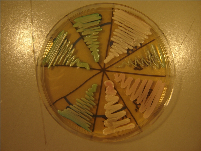 How Long Does It Take To Kill Candida Healthfully