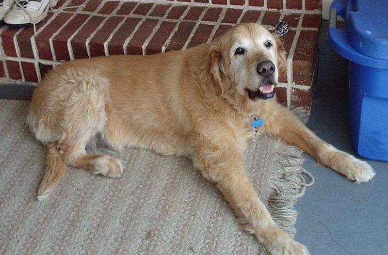 Can Metronidazole Help Digestion In Dogs