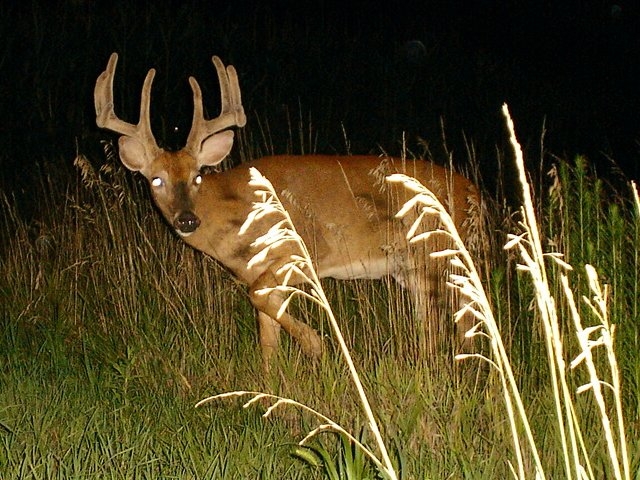 hunting cameras with live feed