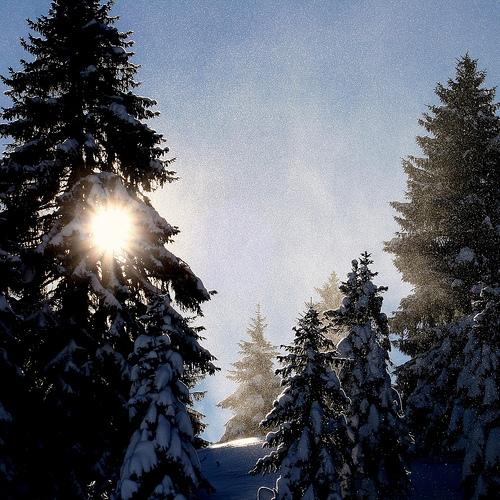 Why do pine trees have needles instead of leaves picture