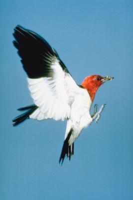 Red-Headed Woodpecker's Nesting Habits | Sciencing