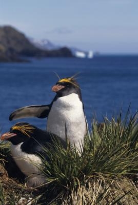 Adaptations of a Macaroni Penguin | Sciencing