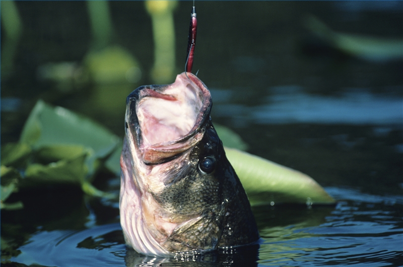How to Tell the Difference Between a Male Bass & a Female Bass Gone