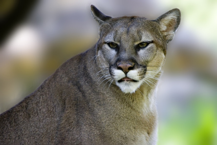Facts About Cougars in North Carolina Our Everyday Life