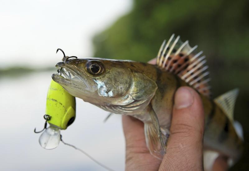 What Do Walleye Eat? Gone Outdoors Your Adventure Awaits