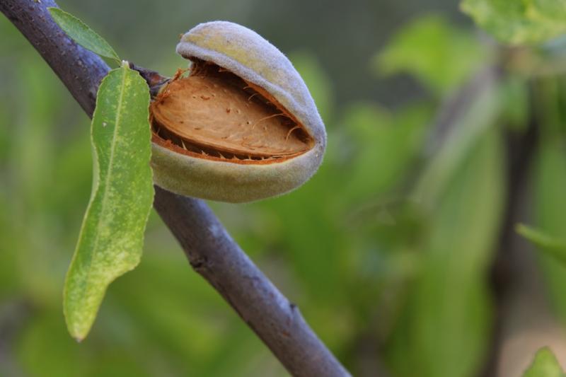 What Is the Meaning of the Almond Tree? Our Everyday Life