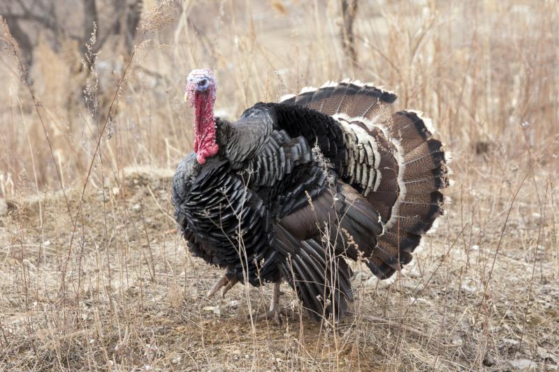 How to Tell the Difference Between Male & Female Turkeys Sciencing