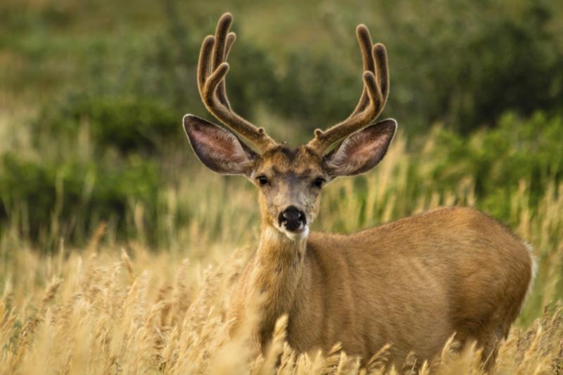 What Kind of Deer Live in Northern California? Sciencing