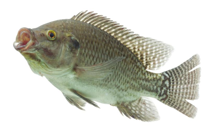 How to Catch Tilapia Gone Outdoors Your Adventure Awaits