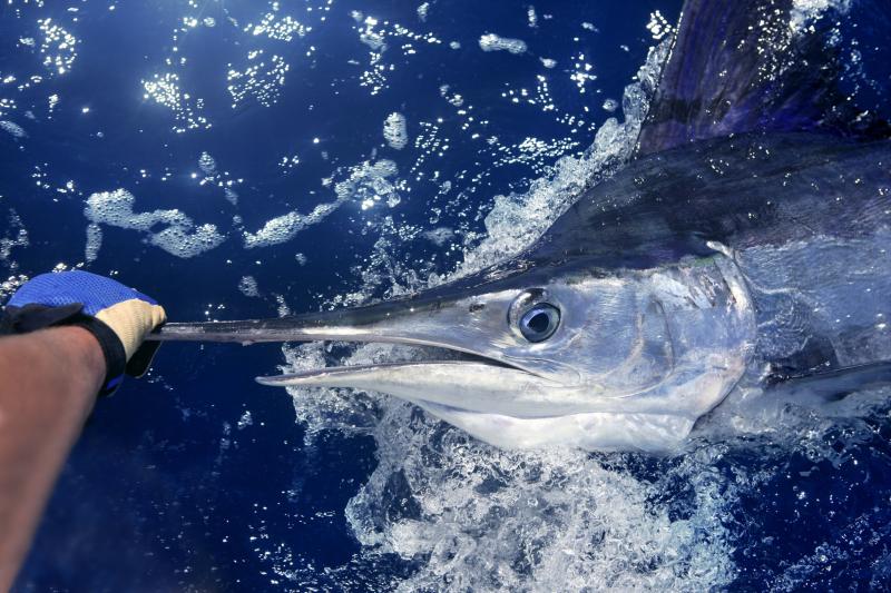 Marine Swordfish Facts Sciencing