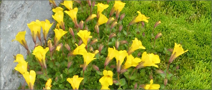 Environmental Stewardship at CMH - helping our environment
