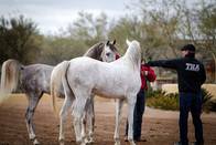 ArabHorse Farm Tours 2014