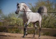 Destinyed Valentino arrives at Stonewall Farm!