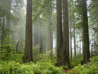 Northern California
