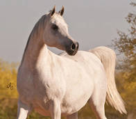 Medium
