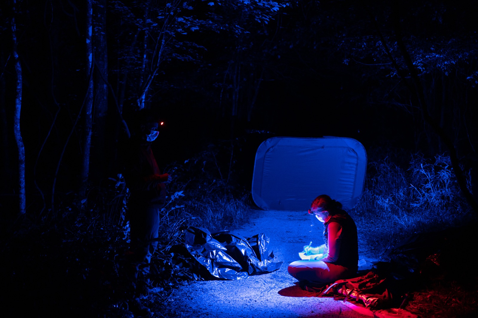 Research illuminates the language of fireflies