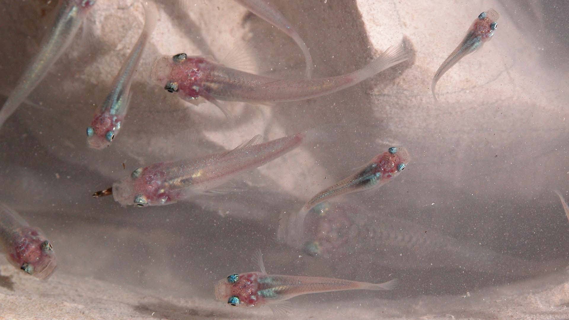 UNM biologist featured in Netflix series Alien Worlds