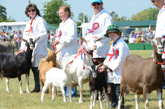 Goats in the Grand Parade - 2011