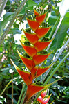 Cup Flower