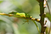 Lizard